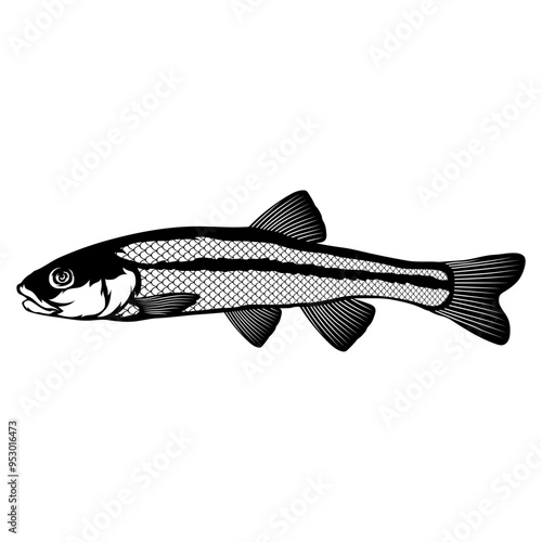 Creek Chub  Fish