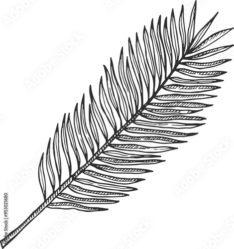 Palm frond sketch. Exotic tropical leaf drawing