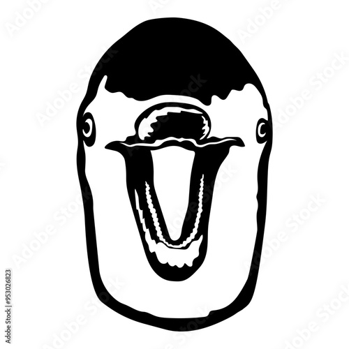 Dolphin Face