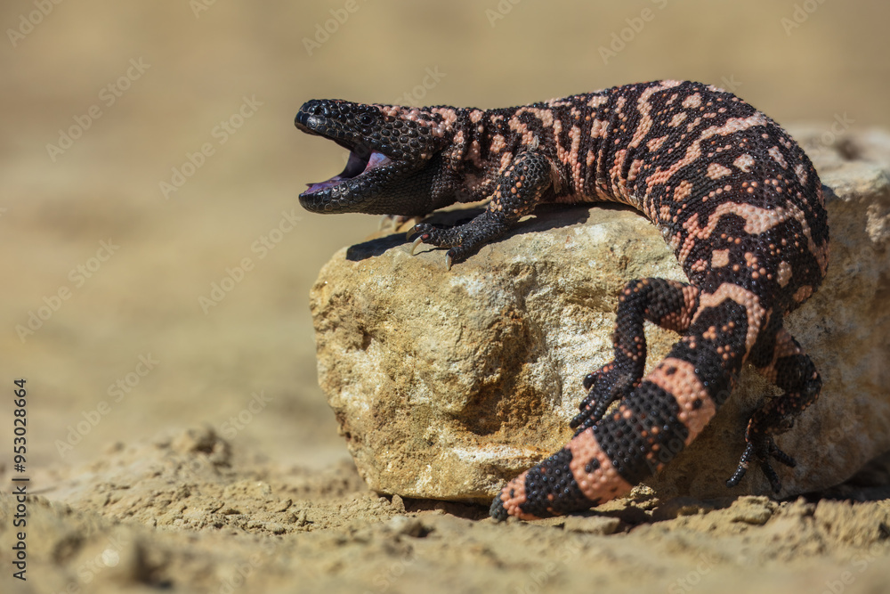 Gila monster (Heloderma suspectum is a species of venomous lizard native to the southwestern United States and northwestern Mexican state of Sonora. A heavy, typically slow-moving lizard. Gila monster (Heloderma suspectum is a species of venomous lizard native to the southwestern United States and northwestern Mexican state of Sonora. A heavy, typically slow-moving lizard.