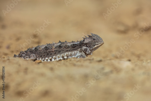 Horned lizards (Phrynosoma), also known as horny toads or horntoads, are a genus of North American lizards and the type genus of the family Phrynosomatidae.  photo