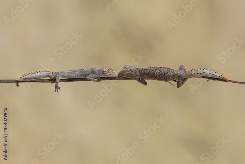 Northern spiny-tailed gecko
 photo