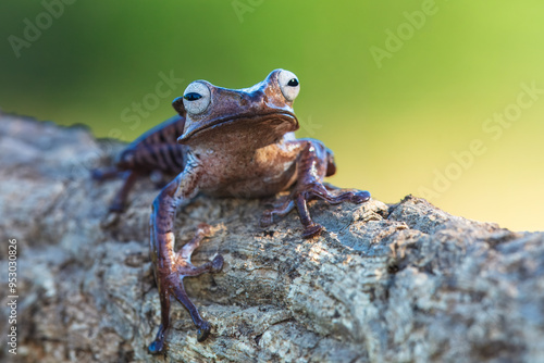 Borneo eared tree frog, polypedates otilophus on the branch photo