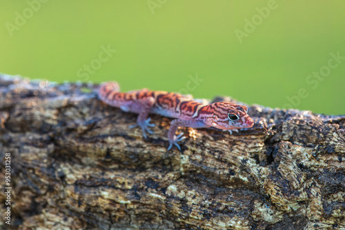 Yucatán banded gecko (Coleonyx elegans) is a species of geckos found in Mexico, Guatemala, and Belize photo