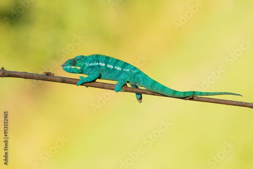 Panther chameleon (Furcifer pardalis) is a species of chameleon found in the eastern and northern parts of Madagascar in a tropical forest biome.  photo