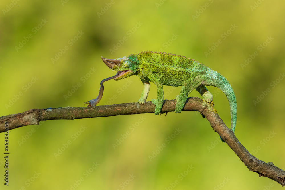 Jackson's chameleon, Jackson's horned chameleon, or Kikuyu three-horned chameleon catching a bug(Trioceros jacksonii ) is a species of chameleon (family Chamaeleonidae) native to East Africa Jackson's chameleon, Jackson's horned chameleon, or Kikuyu three-horned chameleon catching a bug(Trioceros jacksonii ) is a species of chameleon (family Chamaeleonidae) native to East Africa