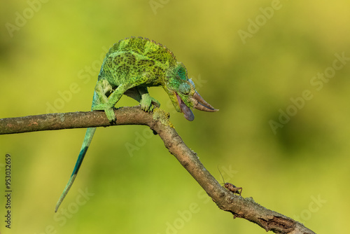 Jackson's chameleon, Jackson's horned chameleon, or Kikuyu three-horned chameleon catching a bug(Trioceros jacksonii ) is a species of chameleon (family Chamaeleonidae) native to East Africa photo