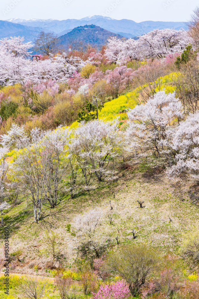 日本の風景・春　福島の桃源郷　花見山