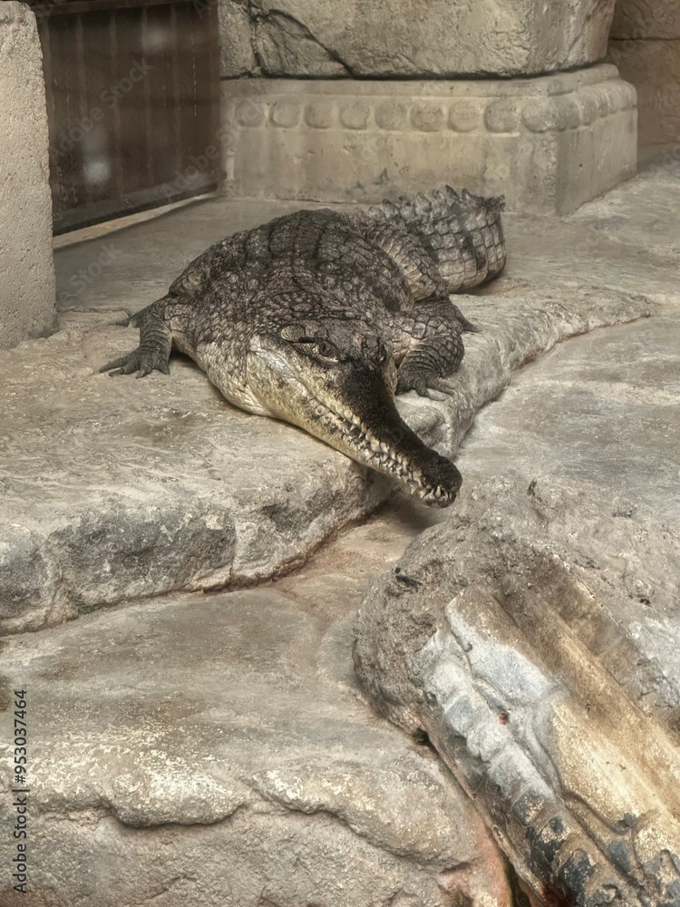 Obraz premium alligator in the water