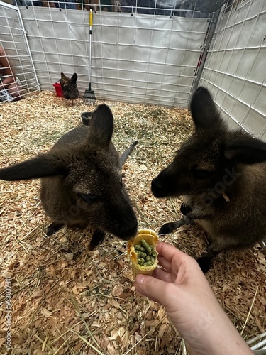 kangaroos