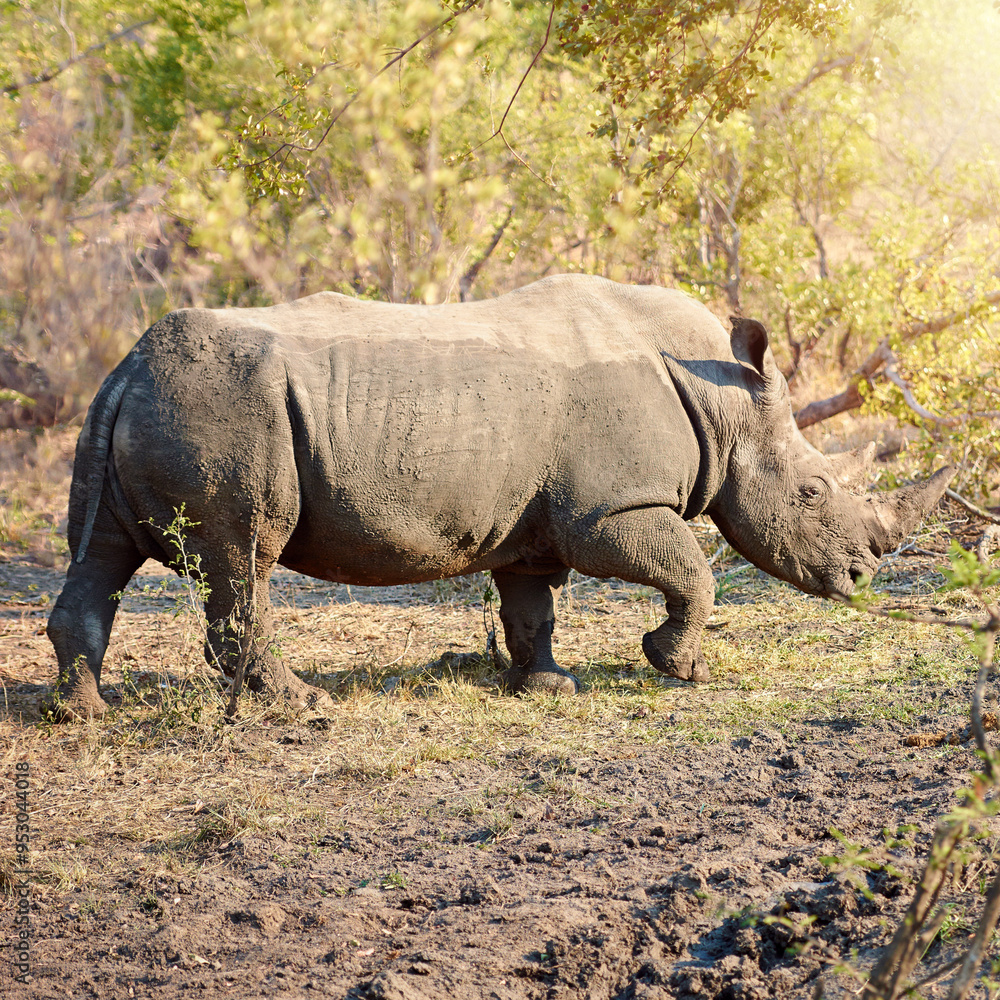 Rhino, conservation and protected in nature for survival, poaching prevention or safe environment. Endangered species, ecosystem or animal in safari for risk awareness in wildlife reserve in Africa Rhino, conservation and protected in nature for survival, poaching prevention or safe environment. Endangered species, ecosystem or animal in safari for risk awareness in wildlife reserve in Africa