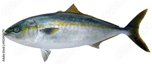 おいしい海水魚・天然ブリの切り抜き白背景リアルタッチイラストレーション