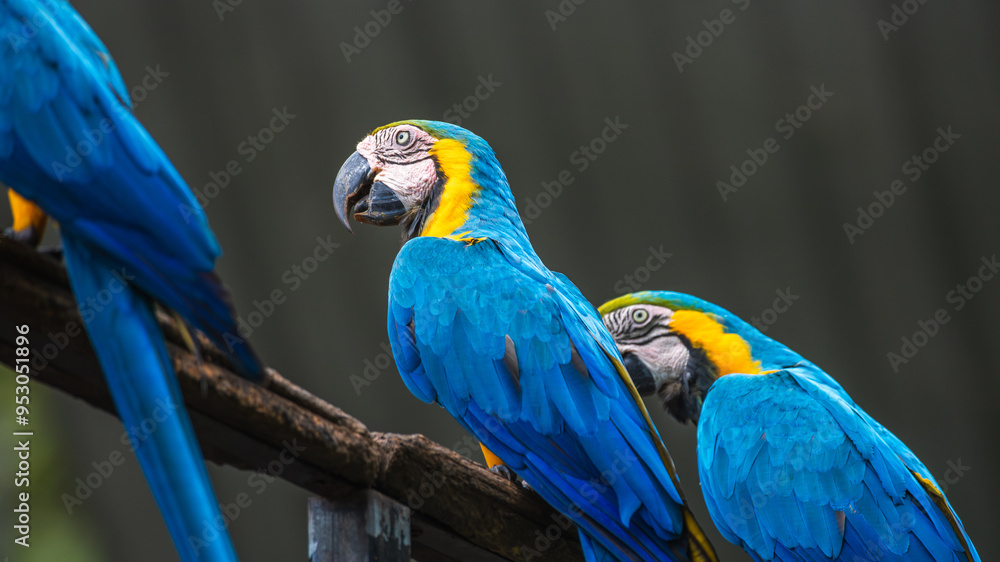 Obraz premium Blue and yellow macaw birds perch.