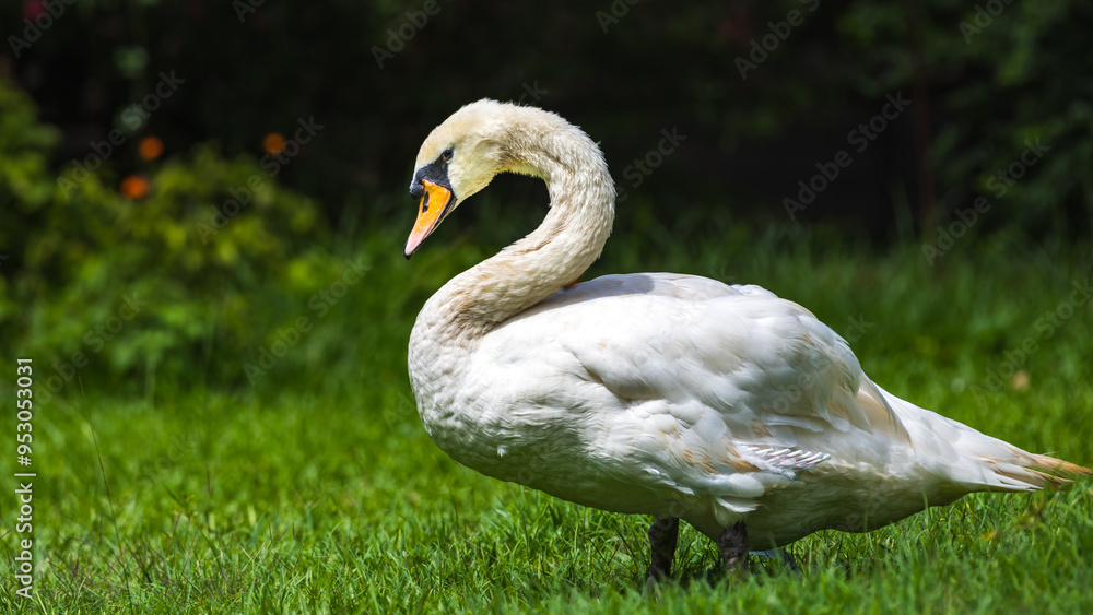 Graceful White Swan standing on the lush green grass lawn at Dehiwala Zoo, Sri Lanka. Graceful White Swan standing on the lush green grass lawn at Dehiwala Zoo, Sri Lanka.