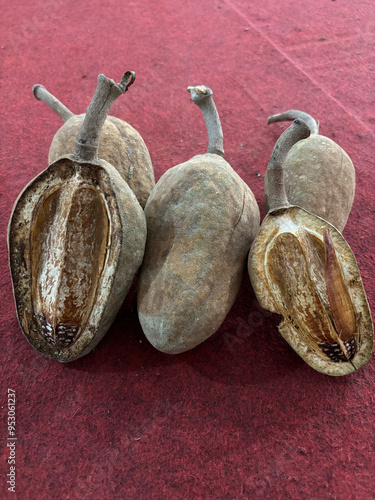 Swietenia macrophylla seeds photo