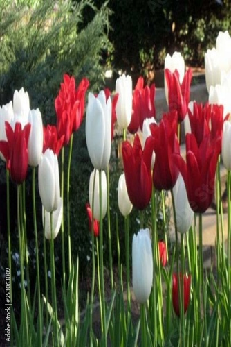 red and white tulips