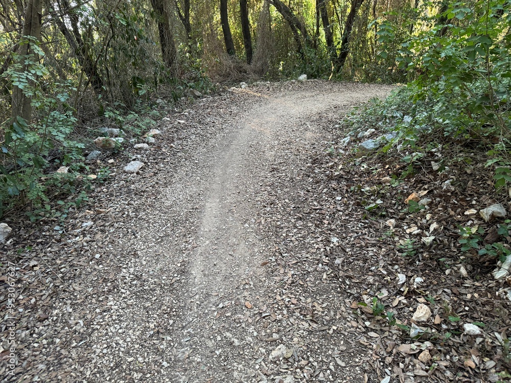 road in the woods road in the woods
