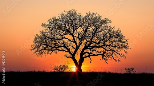 Sunset with tree wallpaper