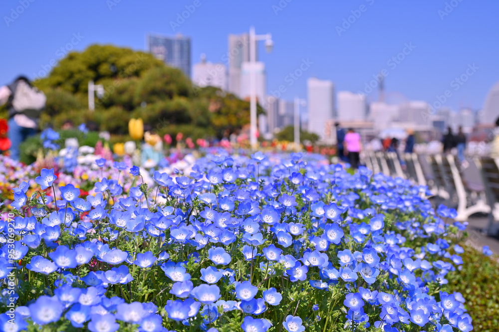 A colorful field of wildflowers, including Menzies' baby blue eyes, with park benches scattered throughout in Park beside Minatomirai, Yokohama city port, Kanagawa, Japan