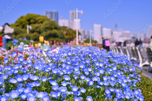 Obraz na płótnie A colorful field of wildflowers, including Menzies' baby blue eyes, with park benches scattered throughout in Park beside Minatomirai, Yokohama city port, Kanagawa, Japan w salonie