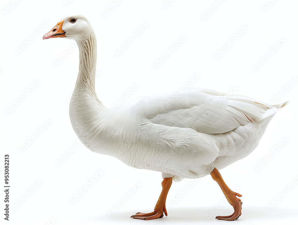 White Domestic Goose Isolated on White Background White Domestic Goose Isolated on White Background