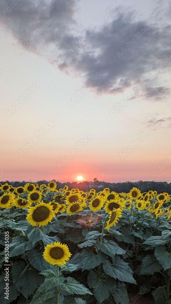 Fototapeta premium Sunset over Sunflower Field