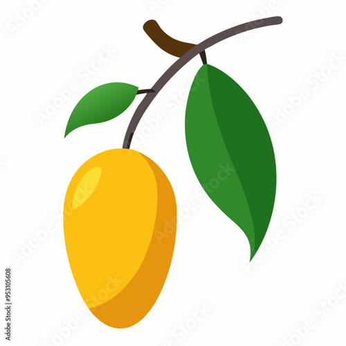 Mango fruit with leaves hanging under mango tree branch