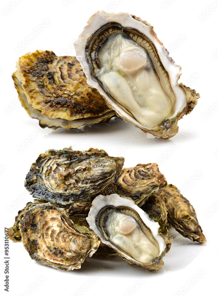 Fresh opened oyster on white background Fresh opened oyster on white background