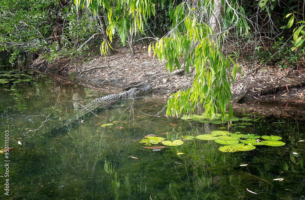 A crocodile in the shallow water of a swamp A crocodile in the shallow water of a swamp