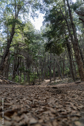 forest trail leading to Inacayal Waterfall and Belvedere Hill in Villa La Angostura, Argentina. Surrounded by dense native vegetation, including towering coihue and lenga trees. photo