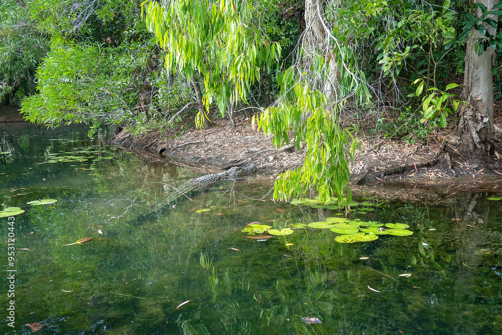 Crocodile lurking on the banks of a swamp Crocodile lurking on the banks of a swamp