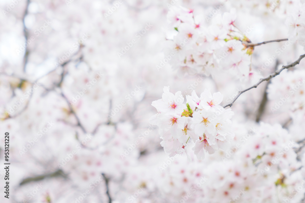 Springtime close up of white cherry blossoms Springtime close up of white cherry blossoms