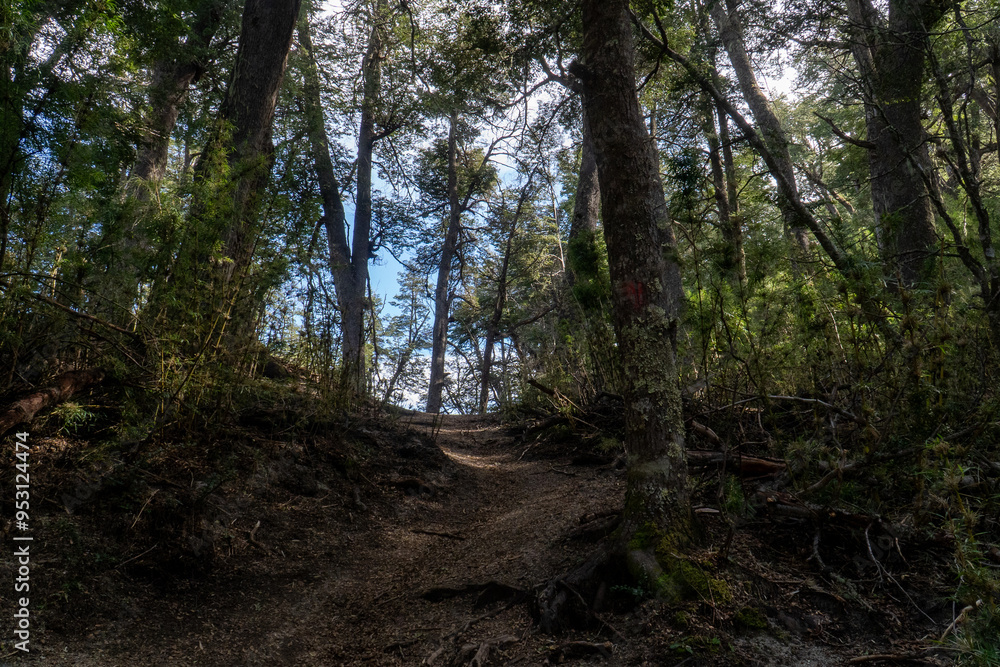 forest trail leading to Inacayal Waterfall and Belvedere Hill in Villa La Angostura, Argentina. Surrounded by dense native vegetation, including towering coihue and lenga trees. forest trail leading to Inacayal Waterfall and Belvedere Hill in Villa La Angostura, Argentina. Surrounded by dense native vegetation, including towering coihue and lenga trees.
