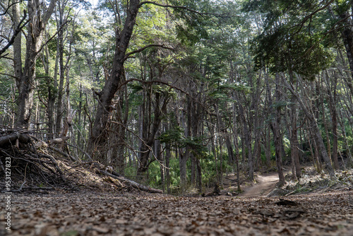 forest trail leading to Inacayal Waterfall and Belvedere Hill in Villa La Angostura, Argentina. Surrounded by dense native vegetation, including towering coihue and lenga trees. photo