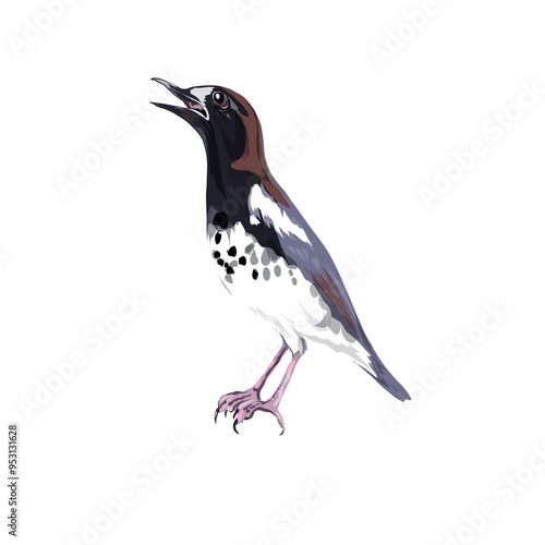 a magpie without background