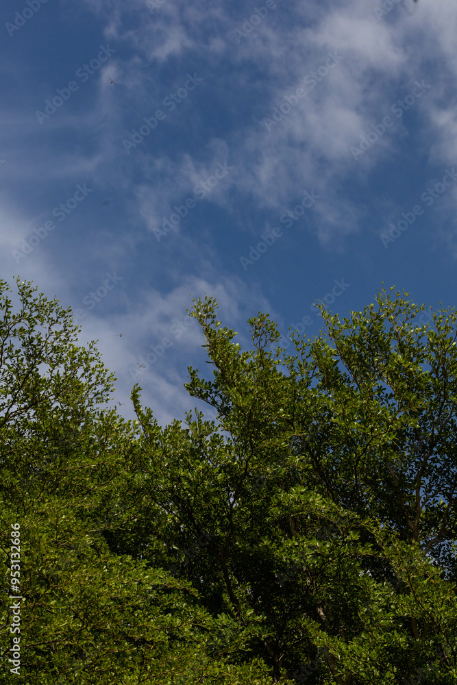 Fototapeta premium cloud Blue sky and dragonflies