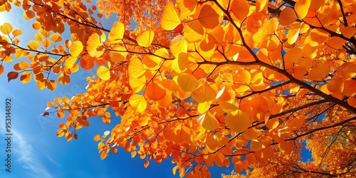 Vibrant orange and yellow leaves of a katsura tree in autumn against a clear blue sky photo