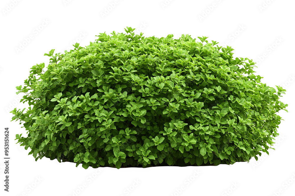 Obraz premium A lush, green bush with dense foliage, isolated on a white transparent background.