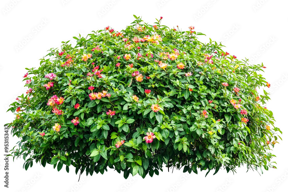 A lush, green bush with vibrant pink and yellow flowers blooming. A lush, green bush with vibrant pink and yellow flowers blooming.