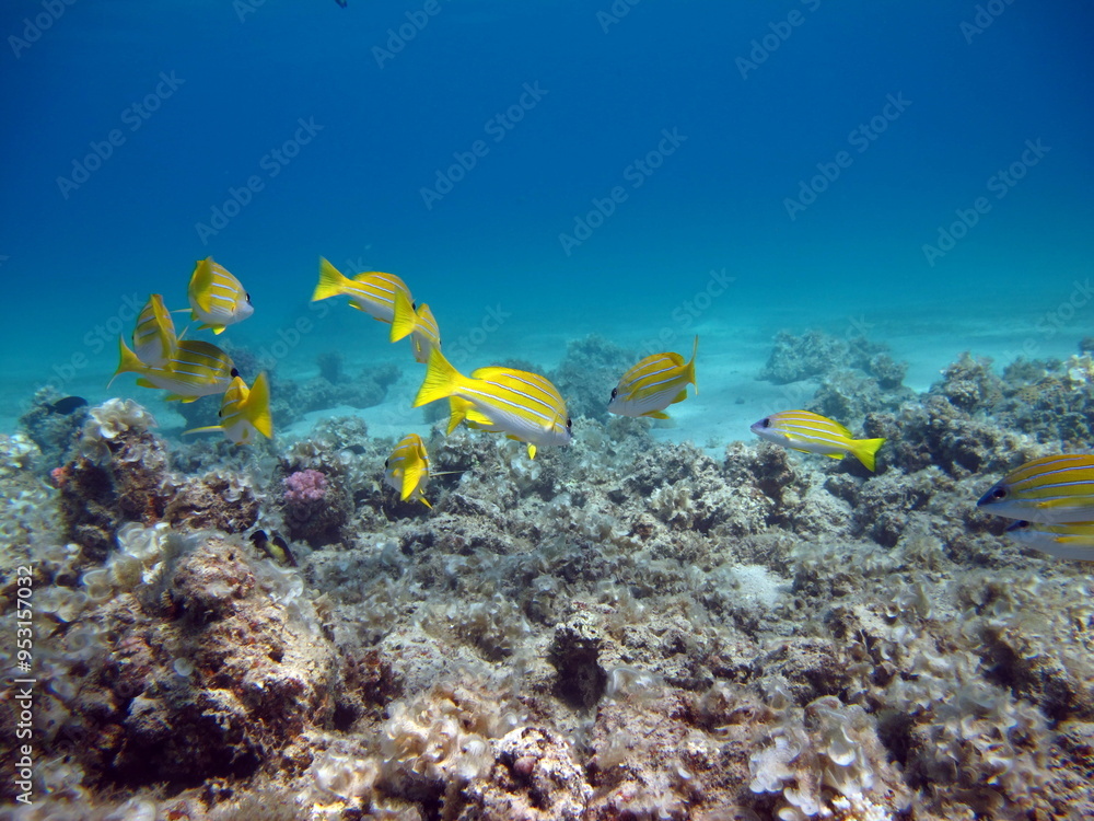Fototapeta premium Colorful tropical fish on a coral reef, amazingly beautiful fairy world. In the coral gardens of the Red Sea.