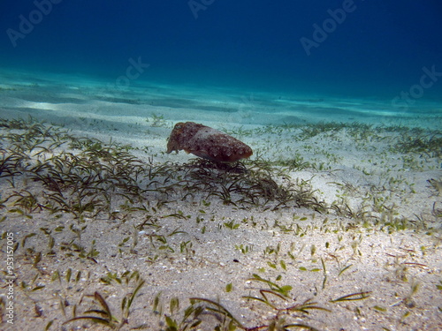 Sepia pharaonis. Mollusks, type of Mollusk. Head-footed mollusks. Cuttlefish squad. Pharaoh cuttlefish. photo