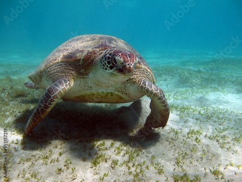 Green turtles are the largest of all sea turtles. A typical adult is 3 to 4 feet long and weighs between 300 and 350 pounds.