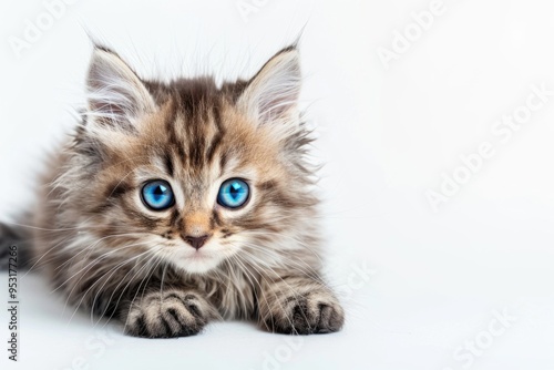 A small kitten sits on a white background, its bright blue eyes shining