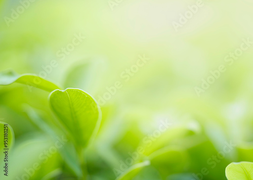 Closeup beautiful view of nature green leaf on greenery blurred background with sunlight and copy space. It is use for natural ecology summer background and fresh wallpaper concept.