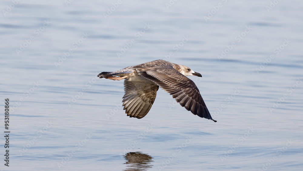 Fototapeta premium Seagull flying