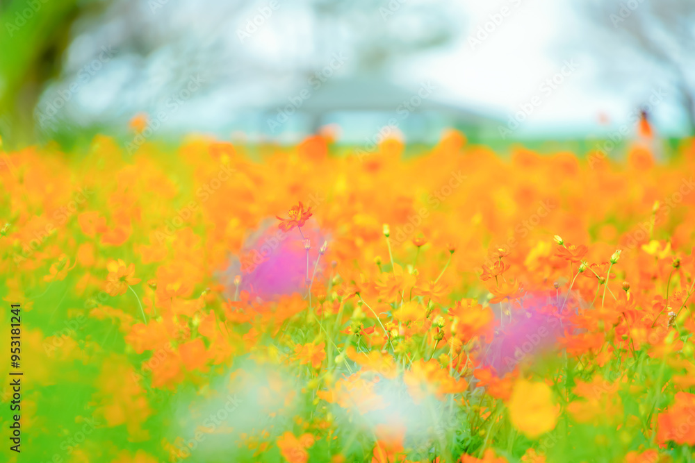 Fototapeta premium 千葉の公園に咲くコスモス
