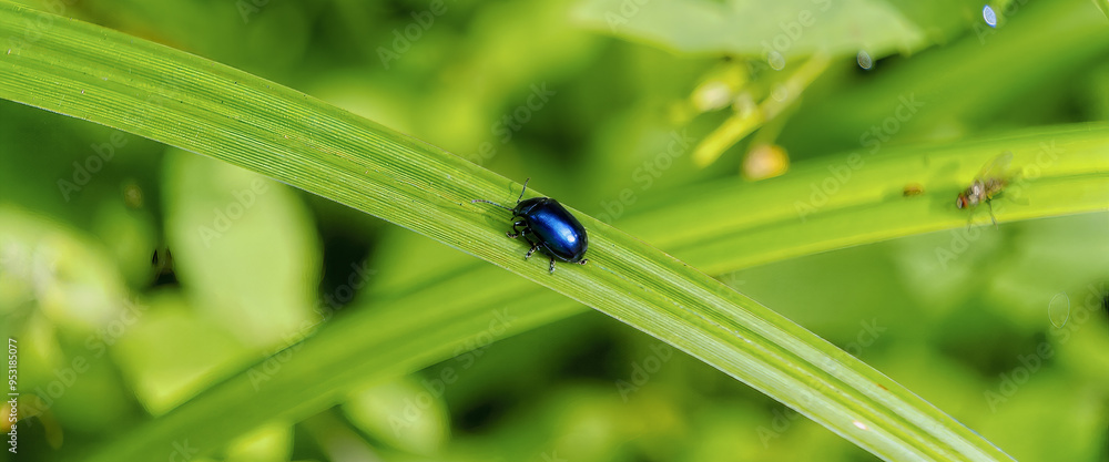 bug on leaf, Waldheimat, Styria, Austria, Europe, August 2024 bug on leaf, Waldheimat, Styria, Austria, Europe, August 2024