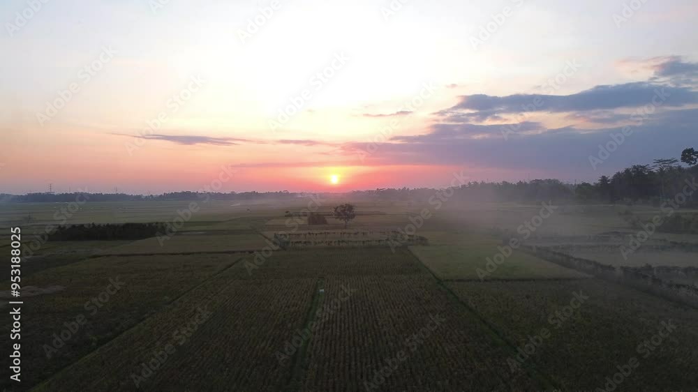Aerial drone view of harvested rice fields with a beautiful sunset background Aerial drone view of harvested rice fields with a beautiful sunset background