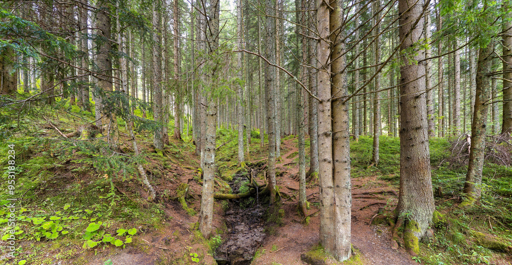 Obraz premium well in the forest, Waldheimat, Styria, Austria, Europe, August 2024