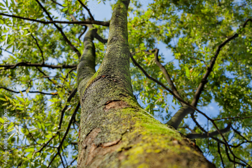 Fototapeta premium Covered in Green Moss a Tree Trunk Rises Up Towards the Sky With Its Canopy Casting Dappled Shadows on the Trunk